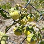 Solanum dimidiatum Fruit