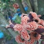 Tambourissa cordifolia 花