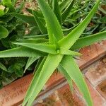 Aloe striatula ᱥᱟᱠᱟᱢ