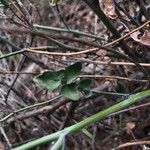 Brassica fruticulosa Leaf