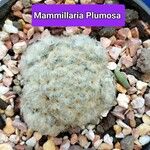 Mammillaria plumosa Ліст