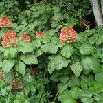 Clerodendrum paniculatum Habit