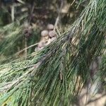 Allocasuarina torulosa Blad