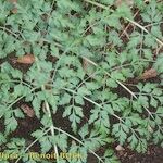 Ferula latipinna Hábito
