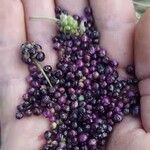 Amaranthus graecizans फल