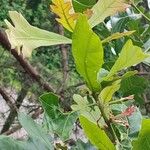 Quercus marilandica Leaf