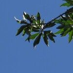Aspidosperma parvifolium Hoja