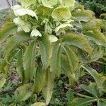 Helleborus argutifolius Характер