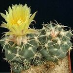 Coryphantha pycnacantha Hábito