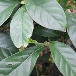 Psychotria viridis برگ