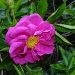 Rosa blanda Blomma