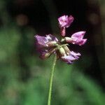 Oxytropis lapponica Flower