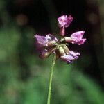 Oxytropis lapponica फूल