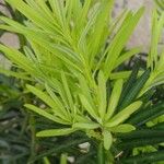 Podocarpus macrophyllus Levél