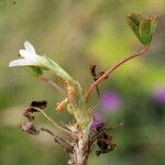Trifolium ornithopodioides Fleur
