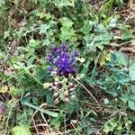 Muscari matritense Flower