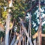 Ficus macrophylla Habitat