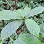 Terminalia superba Hoja
