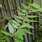 Lonicera acuminata Leaf