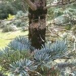 Abies lasiocarpa موطن