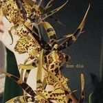 Brassia arachnoidea Folio