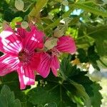 Malva assurgentiflora Λουλούδι