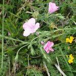 Linum viscosum Fiore