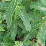 Euphorbia hyberna পাতা
