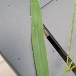 Digitaria sanguinalis Лист