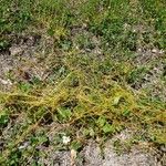 Cuscuta campestris Habit