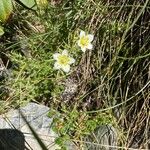 Saxifraga aspera Flower