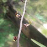 Bulbophyllum calyptratum Kwiat