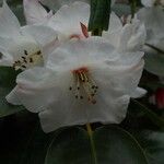 Rhododendron souliei Blomma