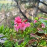 Rhododendron hirsutumبرگ