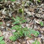 Botrychium virginianum Leaf