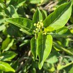 Stephanotis abyssinica Φύλλο