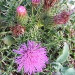 Cirsium acaulon Flower