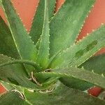 Aloe rubroviolacea Lehti