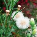 Erigeron bonariensis Fruit