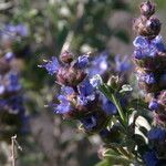 Salvia dorrii Habit