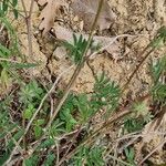 Hippocrepis scorpioides Yaprak