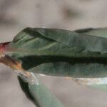 Polygonum raii 葉