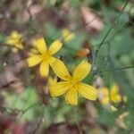 Lactuca muralis Flower