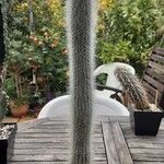 Cleistocactus hyalacanthus Pokrój