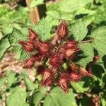Rubus phoenicolasius ফুল