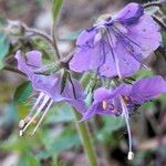 Phacelia bipinnatifida Flor