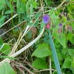 Pulmonaria obscuraFlower