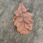 Quercus petraea पत्ता