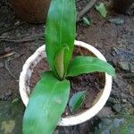 Dracaena arborea Hoja