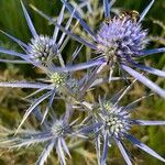 Eryngium amethystinumFlower